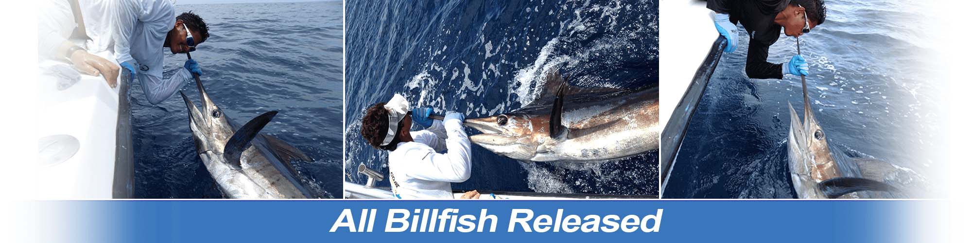 All Billfish Released