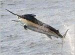 Black Marlin