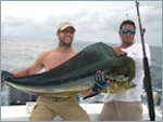 Dorado/Mahi-Mahi