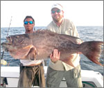 Broomtail Grouper