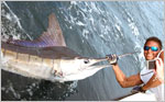 Striped Marlin